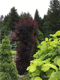 a6ee1d9c-20180625 Cotinus.jpg